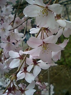 枝垂れ桜・満開