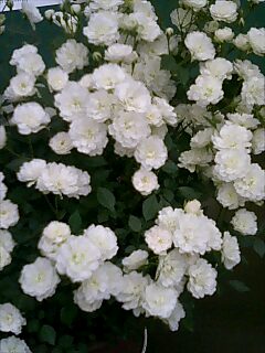 バラとダヴィンチ・コード