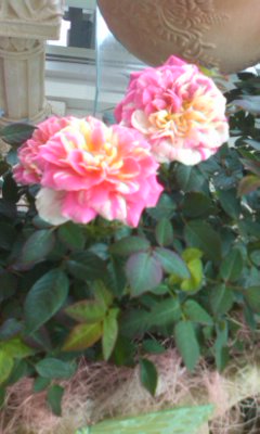 母の日 ポールセンローズ