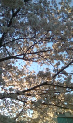 桜と結婚式会場装花(高崎)