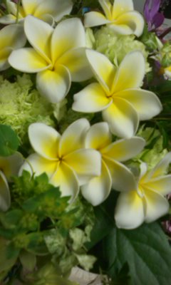 プルメリアの花束・高崎店